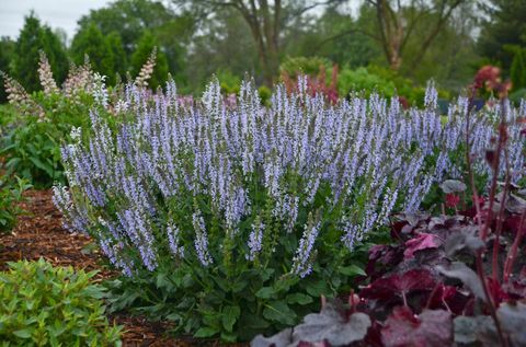 Hardy's Cottage Garden Rastline Salvia 'Crystal Blue'