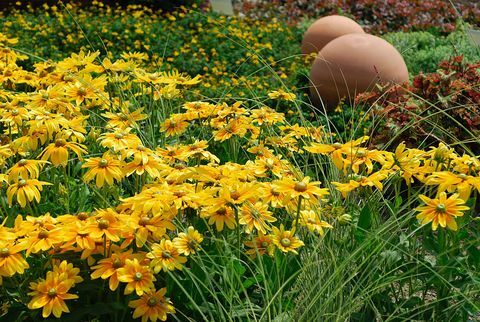 Rudbeckia hirta 'Prarie sonce'