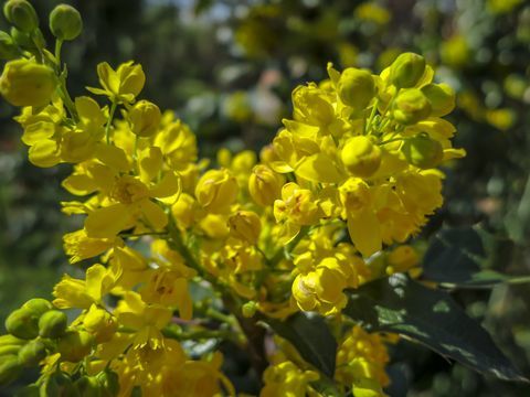 Mehko žarišče svetlo rumena barva spomladanskih cvetov Mahonia Aquifolium proti temno zeleni rastlini. Čudovito naravno ozadje za vsako idejo.