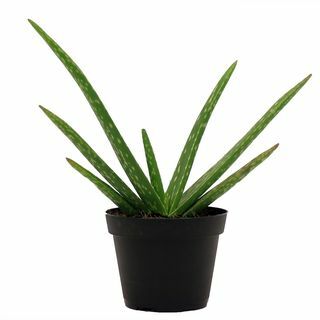 Rastlina aloe vere 