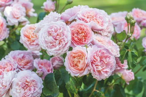 David Austin Roses bo na RHS Chelsea Flower Show predstavil dve novi sorti angleške vrtnice