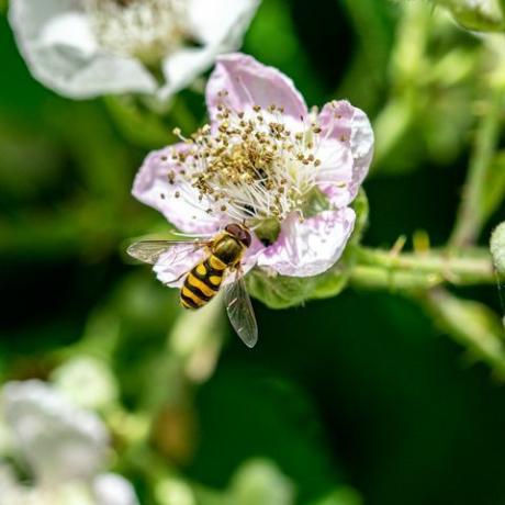 lebdeča muha epistrophe grossulariae nabira cvetni prah nektarja s cvetov robidnice