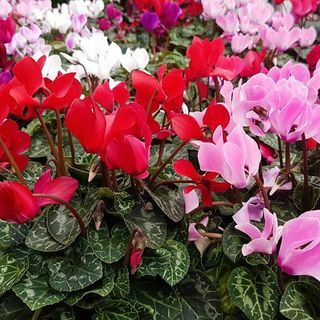 Zbirka Cyclamen Metis