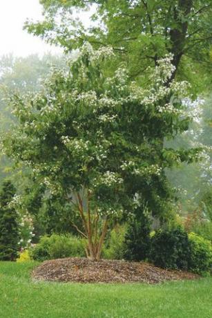 Heptacodium "Sedem sinov"