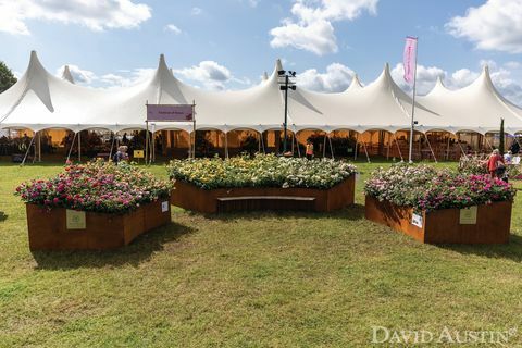 david austin, instalacija rainbow of roses, cvetlična razstava palače rhs hampton court, julij 2021