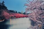 Japonska drevesa češnje cvetijo 6 mesecev prej