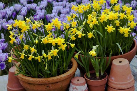 Posode iz terakote, napolnjene z pritlikavimi narcisi (Narcissus 'tete-a-tete') s Crocusom 'pickwick', marec