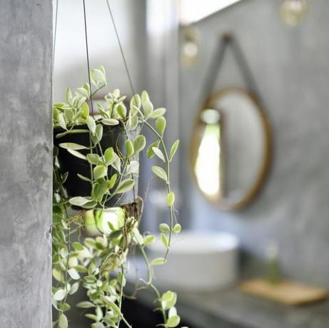 Viseče rastline v luksuzni betonski kopalnici