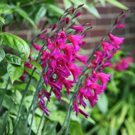 Gladiolus communis subsp. bizantin