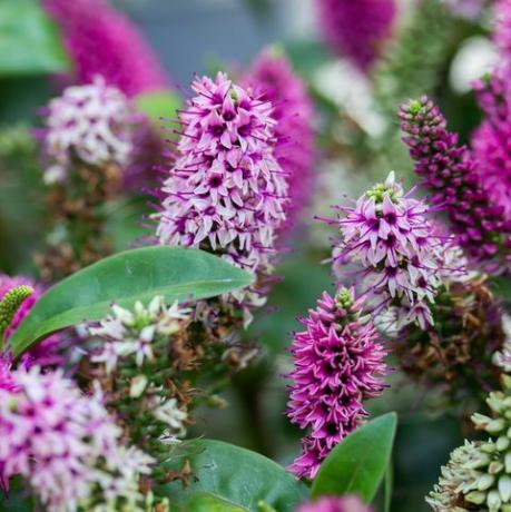 hebe hebedonna nikka je zimzeleni grm, rastlina iz družine plantaginaceae cvetni grm veronika, ki cveti z rožnato magenta cvetovi, zeleni listi, navpični