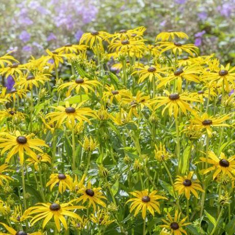 lepo poletno cvetenje, rumena rudbeckia fulgida var sullivantii 'goldsturm' črnooki cvetovi susan