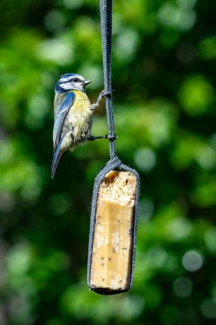 Mestna divjad z modro sinico (cyanistes caeruleus), ki sedi in se hrani z vrtno krmnico za ptice