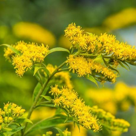 solidago canadensis kanadski goldrod rumeno poletje cvetje zdravilna rastlina