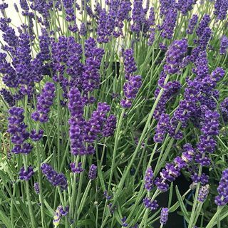 Lavandula angustifolia "Hidcote"