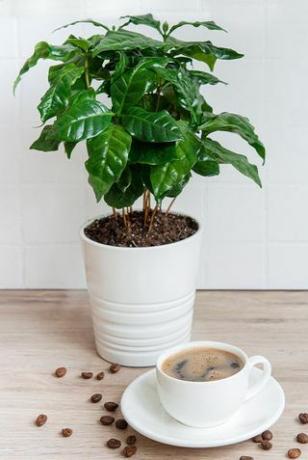 Rastlina kave v loncu