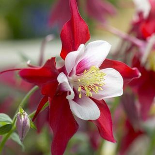 Aquilegia Red & White - babičin pokrovček, Columbine Red Star