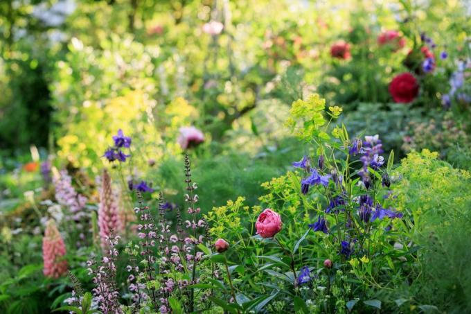 Chelsea flower show 2023 savills vrt, ki ga je oblikoval mark gregory