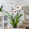 Prodaja orhidej narašča pri podjetju Waitrose & Partners