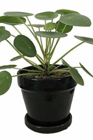 Pilea peperomioides, 4-palčni lonec