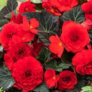 Begonia Mocca Red Summer Bedding rastlina 17 cm, paket 2