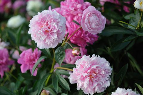 Pink Peonies