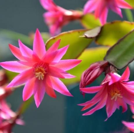 rožnati cvetovi zygocactus schlumbergera, osvetljeni s sončno svetlobo na vrtu, znani tudi kot rakov kaktus, božični kaktus ali zahvalni kaktus