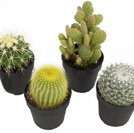 Kaktusi, 4 kos