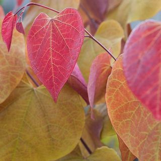 Cercis Canadensis 'Večni ogenj'®