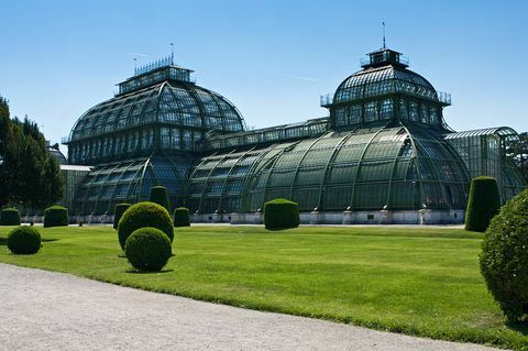 palma v parku palače Schönbrunn na Dunaju