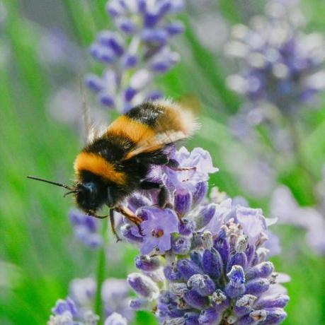 čebela nabira nektar iz sivke, čebela se prav tako prekrije s cvetnim prahom in se med iskanjem hrane prenese na druge rastline