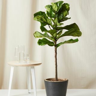 Fiddle Leaf Fig with Planter