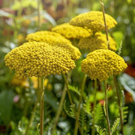 gojenje rezanega cvetja achillea