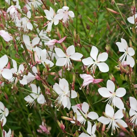 Gaura lindheimeri Nevesta - rastlina 'Whirling Butterflies'