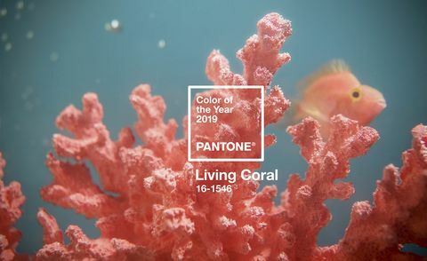 Pantone Barva leta 2019 - Živi koral