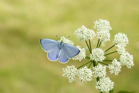 Holly Blue_Iain H Leach, ohranjanje metuljev