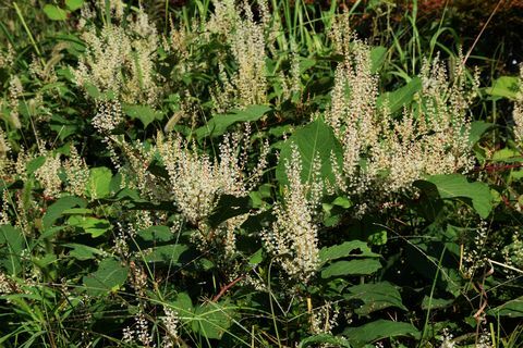 Japonski knotweed