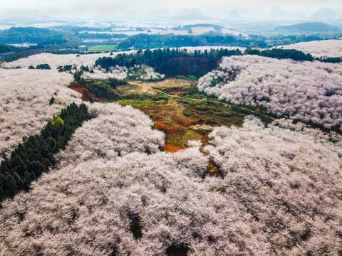 Češnjeva drevesa na kmetiji Pingba v mestu Guiyang v provinci Guizhou na Kitajskem