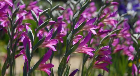 cvetovi-čebulice-gladioli