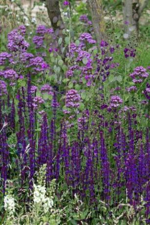 Trendi sajenja v Chelsea Flower Show 2017