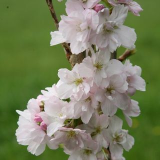 Prunus 'Amanogawa' japonska cvetoča češnja