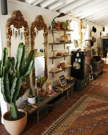 kaktus, soba, notranje oblikovanje, zgradba, les, rastlina, hiša, sukulentna rastlina, keramika, sobna rastlina, 