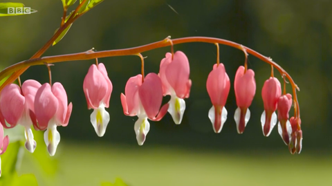 krvaveče srčne rastline, ki rastejo v vrtu rachel de Thames Garden Chelsea Flower Show 2020 bbc