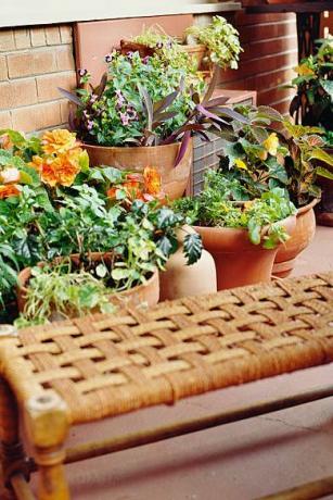 balkon s sobnimi rastlinami