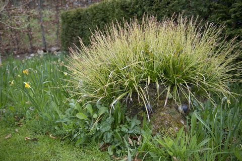 Prvi stalni vrt Hedgehog Street v Veliki Britaniji je bil predstavljen na RHS Harlow Carr v Severnem Yorkshireu