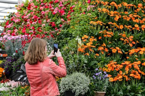 bbc gardeners world live 2019 Floral Marquee udeleženec fotografiranja rastlinske piramide