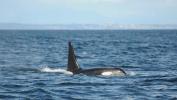 105-letni kit v Tihem oceanu