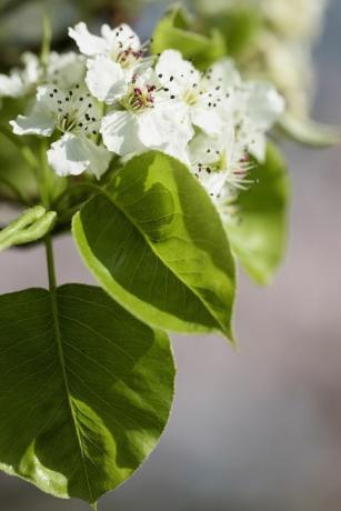 Hruška, kalibrska hruška Chanticleer, Pyrus calleryana Chanticleer, Beli cvetovi na drevesu.