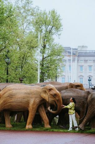 sloni iz Buckinghamske palače