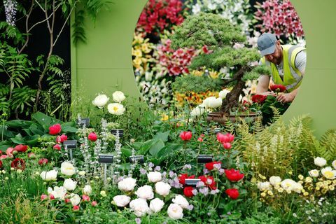 Razvoj Chelsea Flower Show 2019