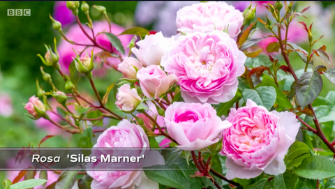 rosa silas marner, roza vrtnica